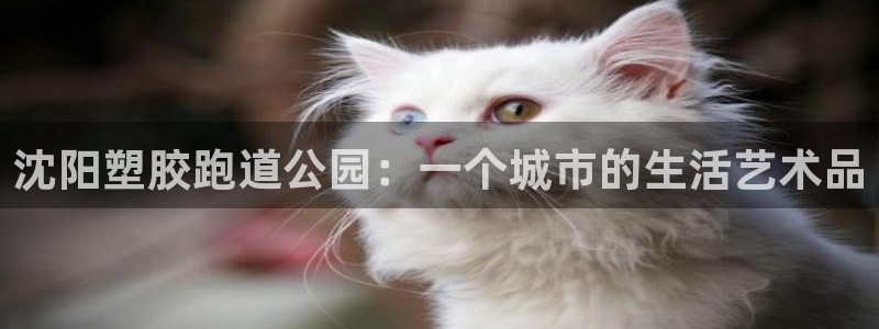 55814红足1世：沈阳塑胶跑道公园：一个城市的生活艺术品