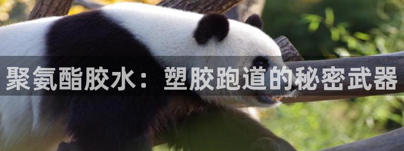 红足1世足球比分网址：聚氨酯胶水：塑胶跑道的秘密武器