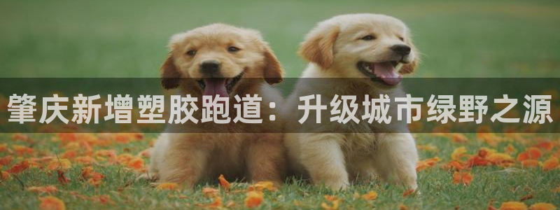 红足一1世手机版新皇冠：肇庆新增塑胶跑道：升级城市绿野之源